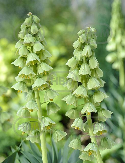 Persica Ivory Bells