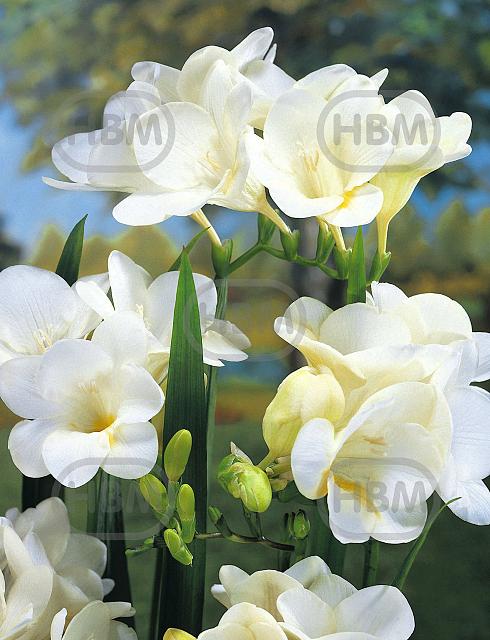 Double White