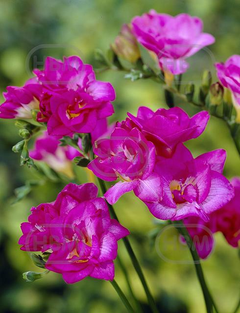 Double Pink