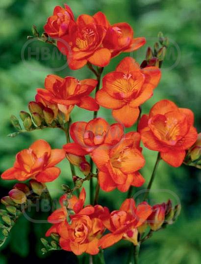 Double Orange
