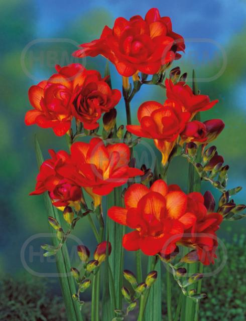 Double Red