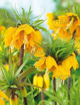 Imperialis Striped Beauty