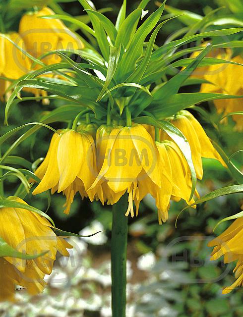 Imperialis Lutea