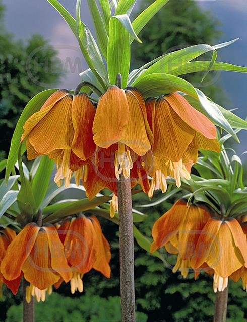 Imperialis Rubra