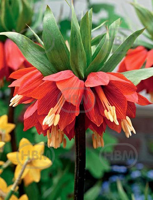 Imperialis Rubra Maxima