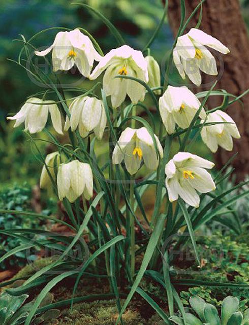 Species Meleagris Alba