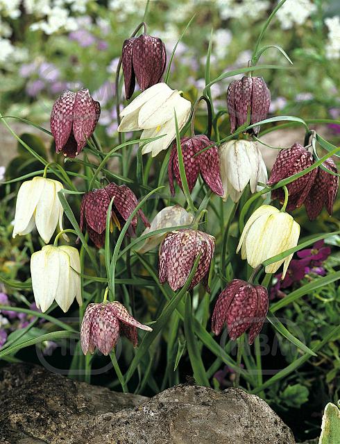 Species Meleagris Mixed