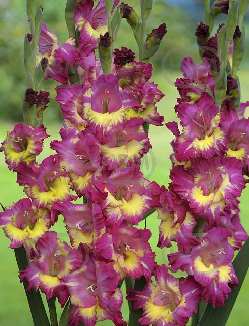 Large flowering Far West