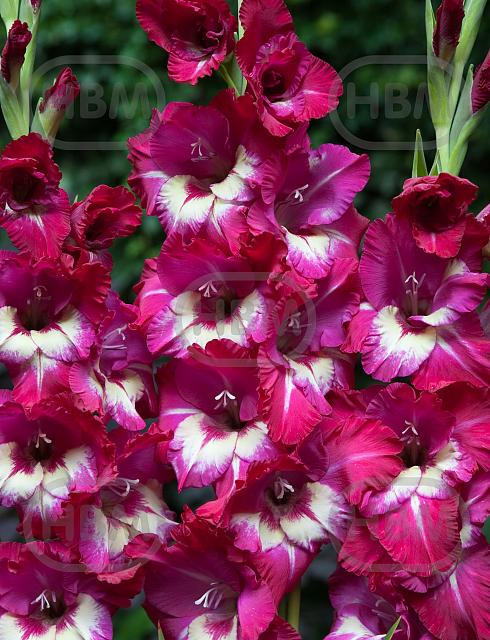 Large flowering Jo Jo