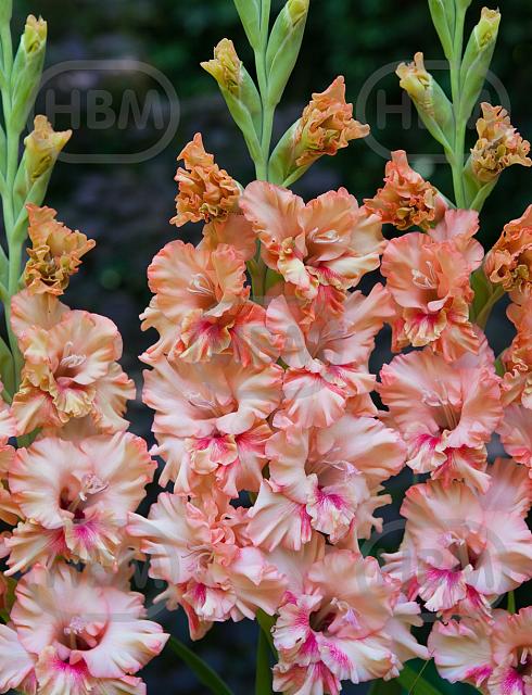 Large flowering Kissy Ruffle