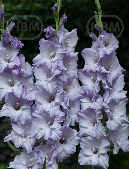 Large flowering Sweet Blue