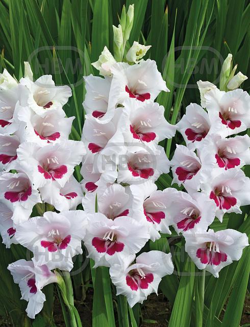 Large flowering Ajax