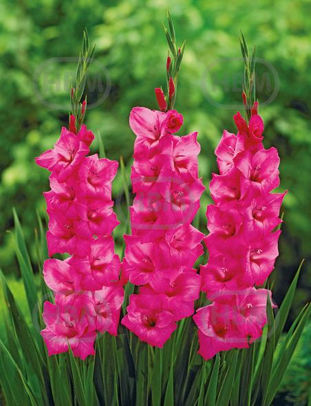 Large flowering Fidelio