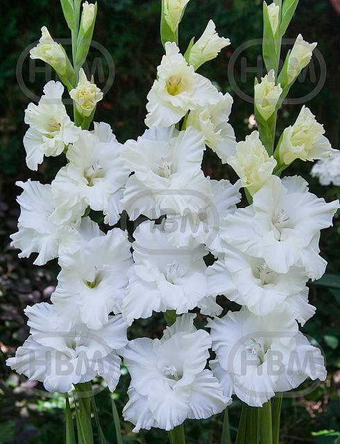 Large flowering Snowy Frizzle