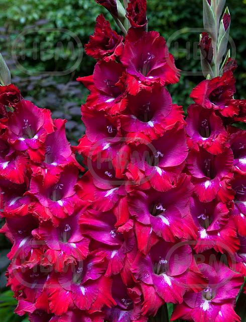 Small Flowering San Siro