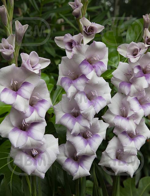 Small Flowering Condor Pasa