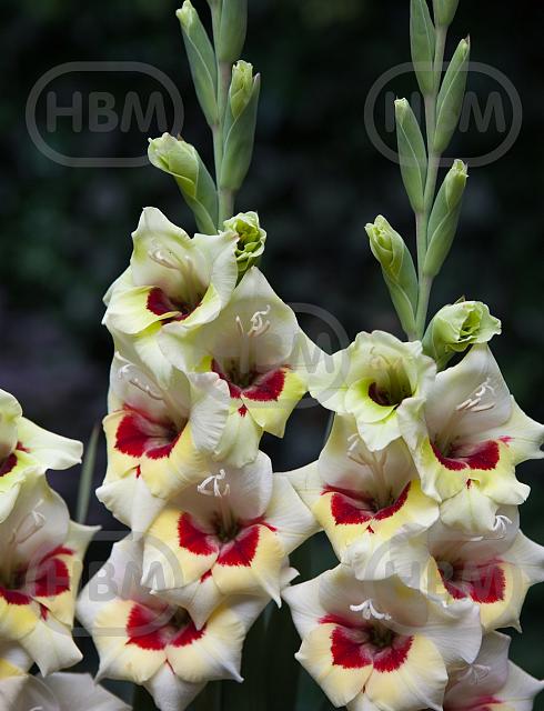 Small Flowering Messina