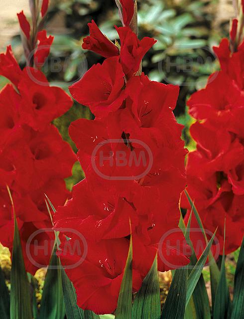 Large flowering Oscar