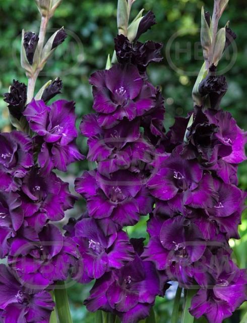 Large flowering Mombasa