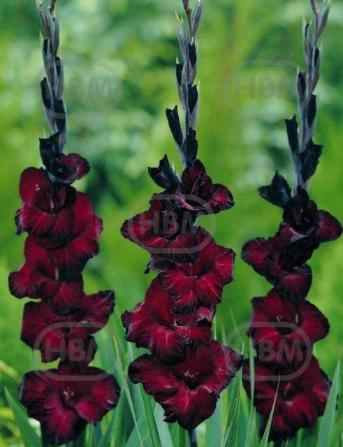 Large flowering Back Star®