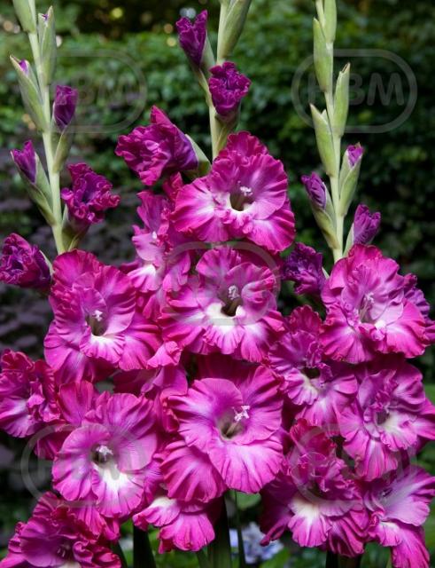 Large flowering Nablus