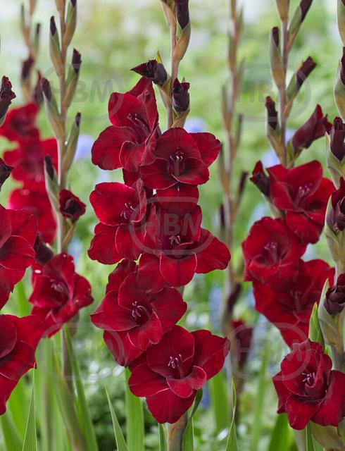 Large flowering Fat Boy