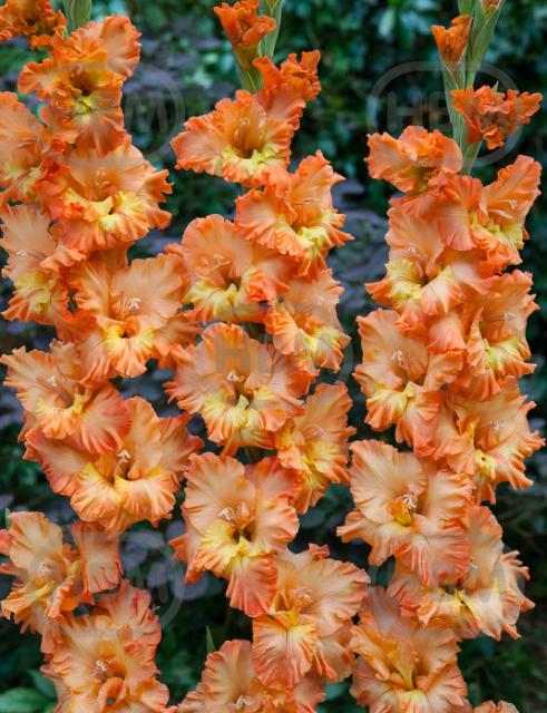 Large flowering Princess Frizzle