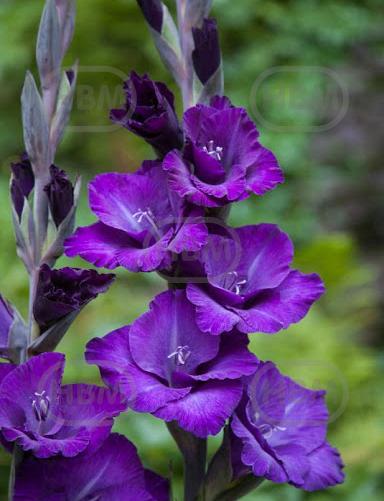 Large flowering Cum Suis