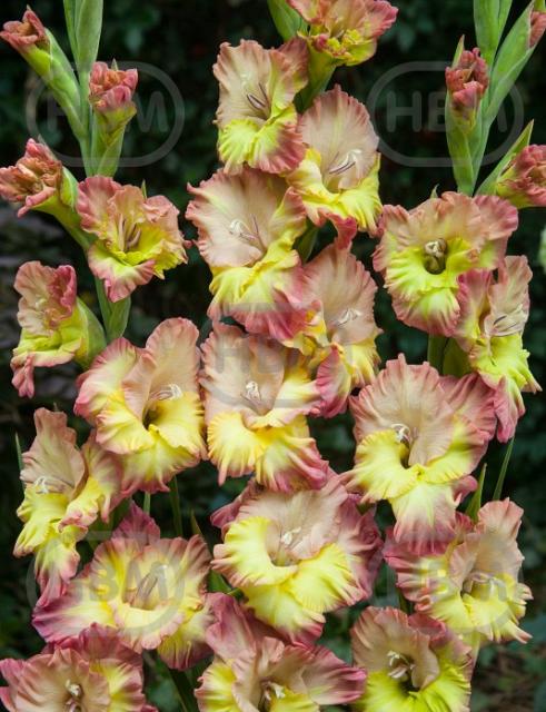 Large flowering Conca Verde®