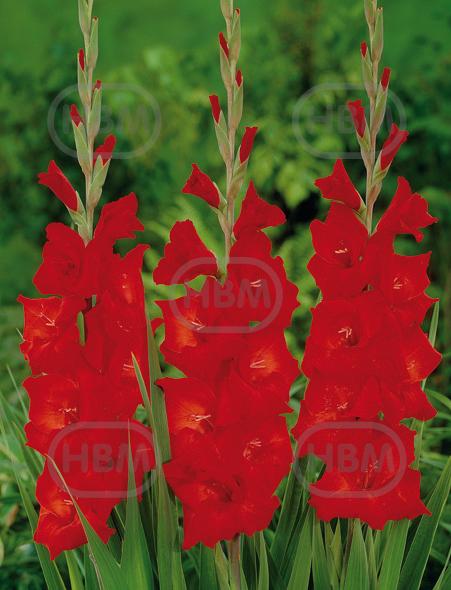 Red Beauty