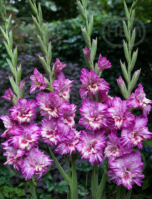 Large flowering Tango