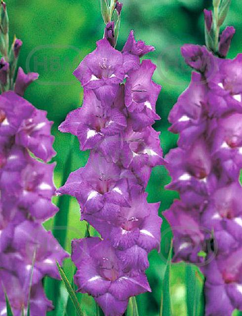 Large flowering Blue Isle