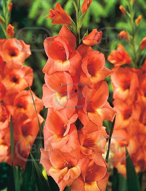 Large flowering Jessica