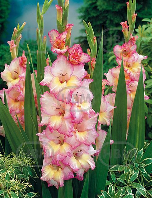 Large flowering Priscilla