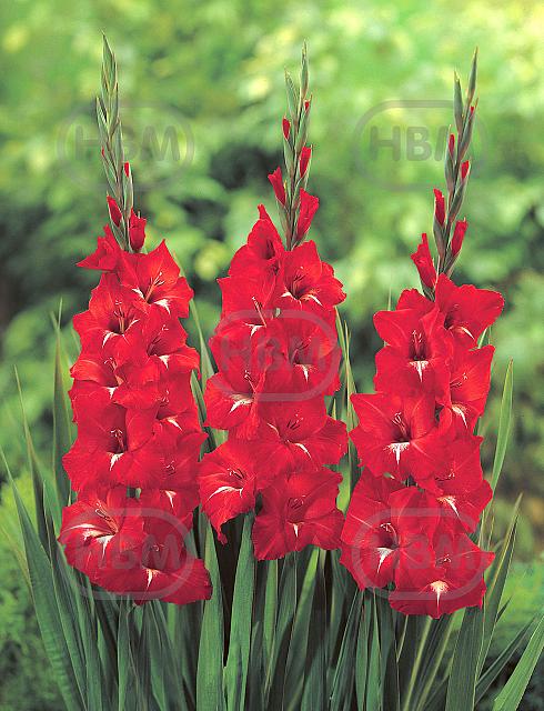 Large flowering Traderhorn