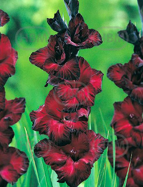 Large flowering Black Jack