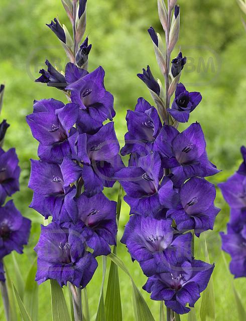 Large flowering Purple Flora