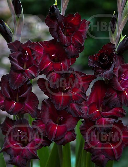 Large flowering Black Surprise