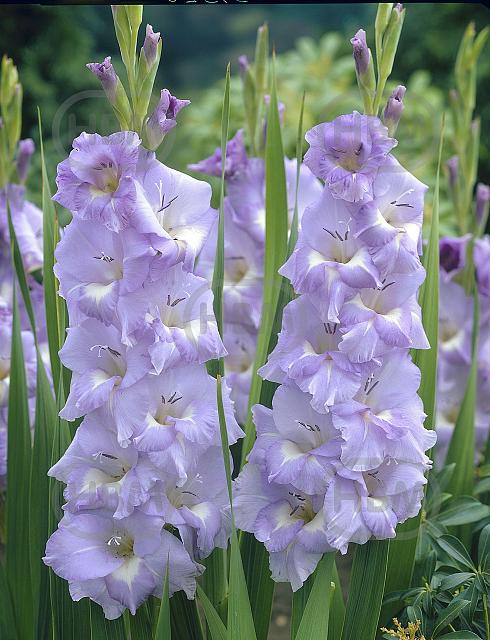 Large flowering Her Majesty