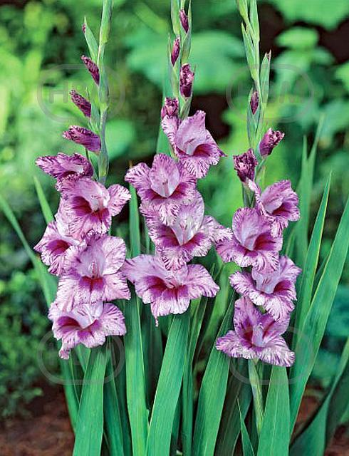Small Flowering Passos
