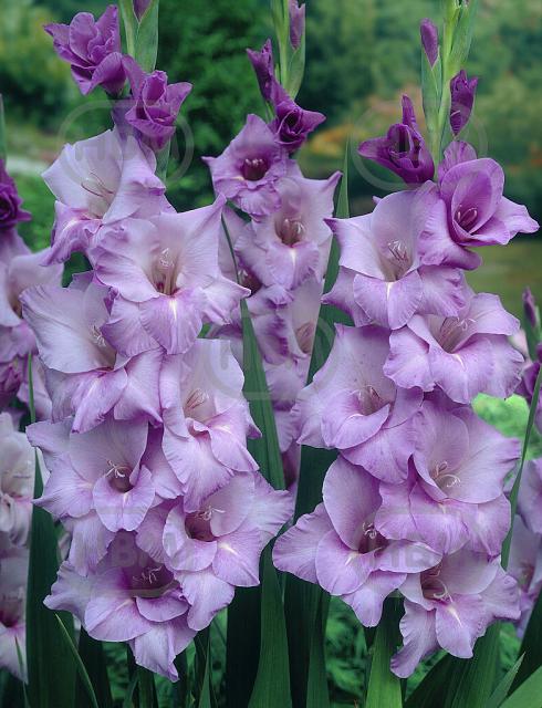 Large flowering Blue Tropic
