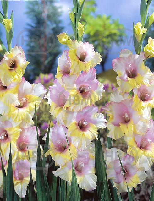 Large flowering Mon Amour®