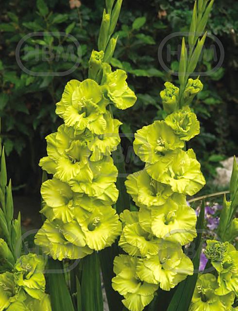 Large flowering Green Star