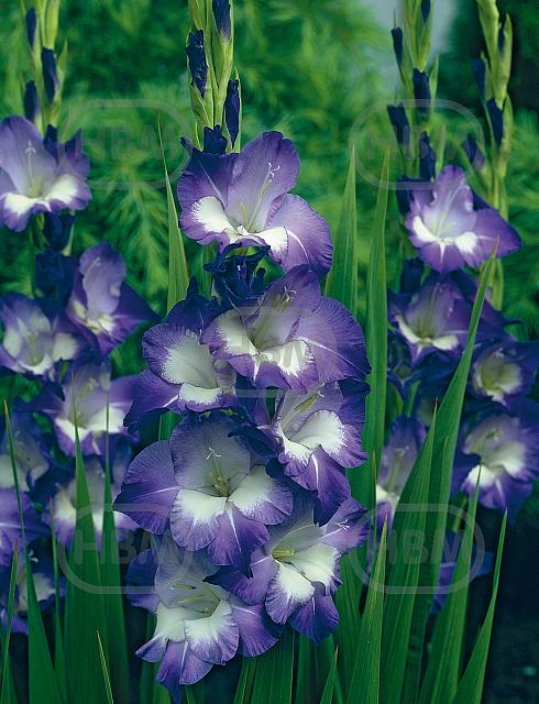 Large flowering King's Lynn