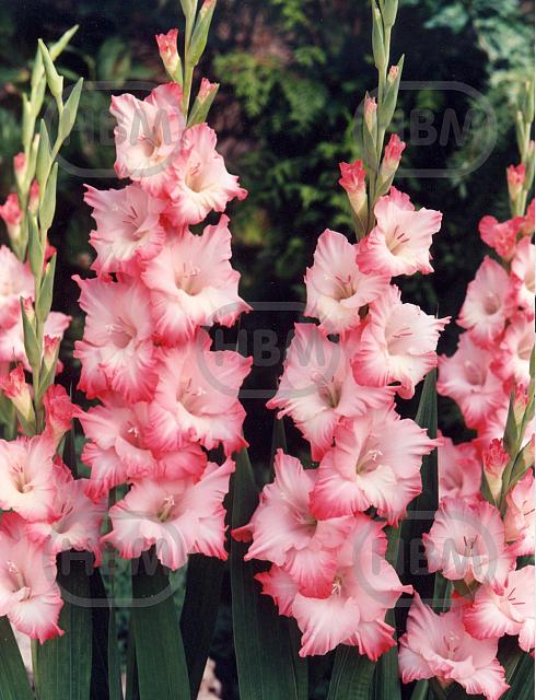 Large flowering Cheops