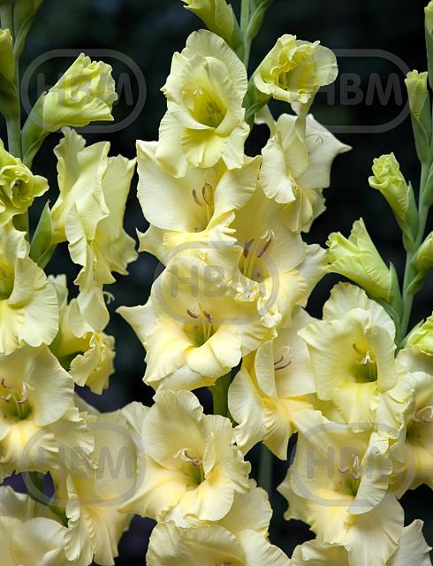 Large flowering Debbyann