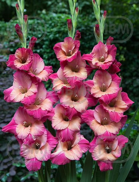 Large flowering Teds Favourite