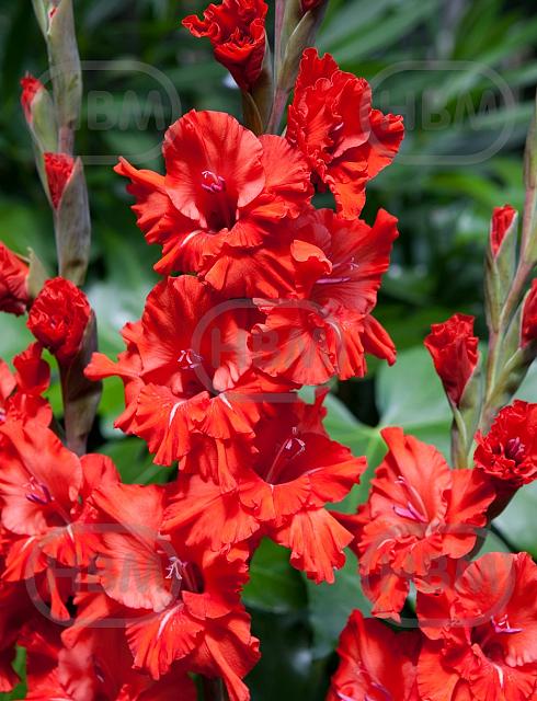 Fire Ruffle