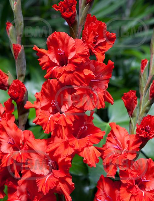Large flowering Fire Ruffle