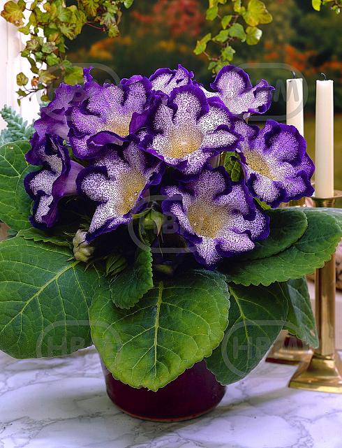 Tigrina Blue